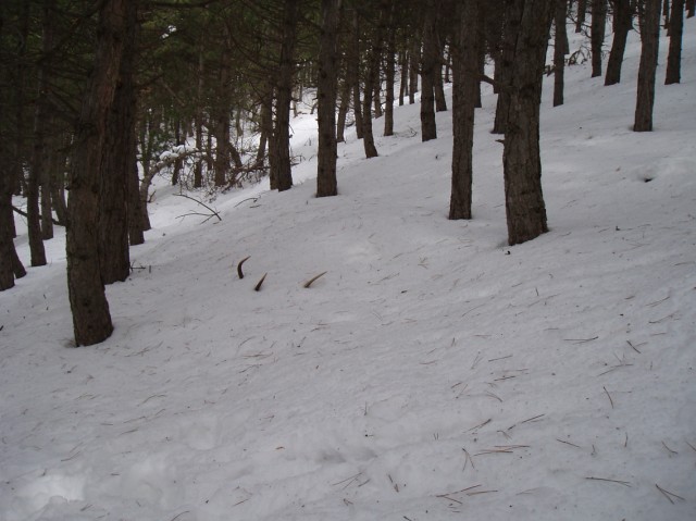 PASSIONE PER IL CERVO